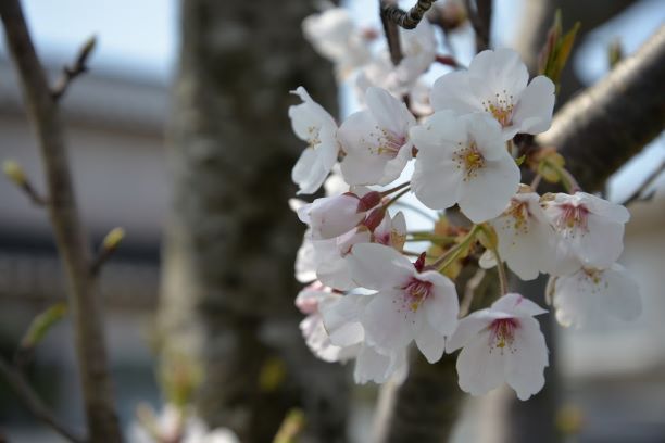 「桜が咲き始めましたね！🌸」 アイキャッチ画像