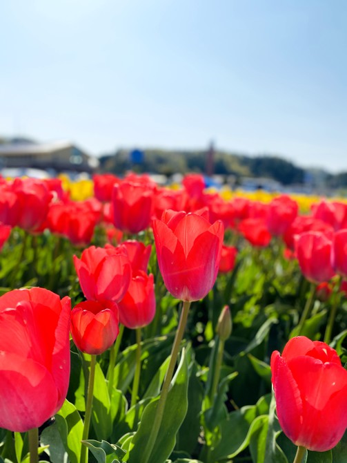 「伯太のチューリップ🌷」 アイキャッチ画像