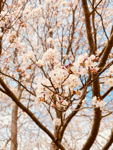 「桜がピーク🌸！4月も頑張っていきましょう(^^)/」 アイキャッチ画像