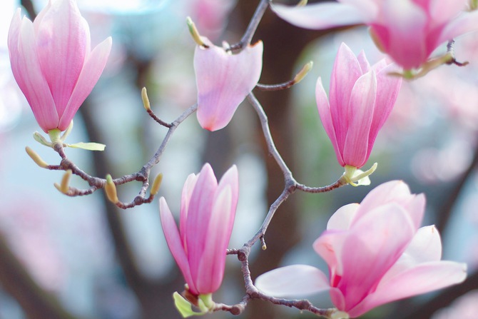 「春になってきましたね🌷」 アイキャッチ画像