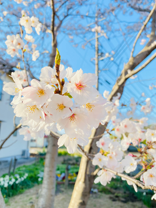 ”春”を楽しみましょう！！ アイキャッチ画像